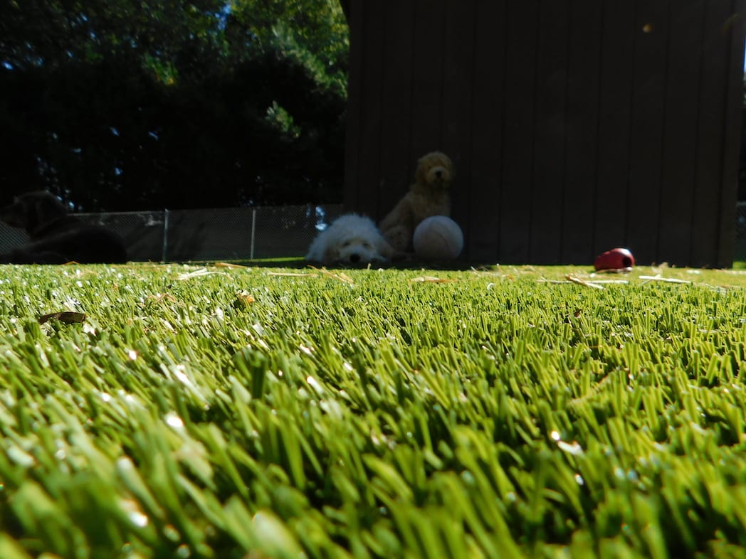 Dogs on K9Grass synthetic turf at North Canton, Ohio, residence.
